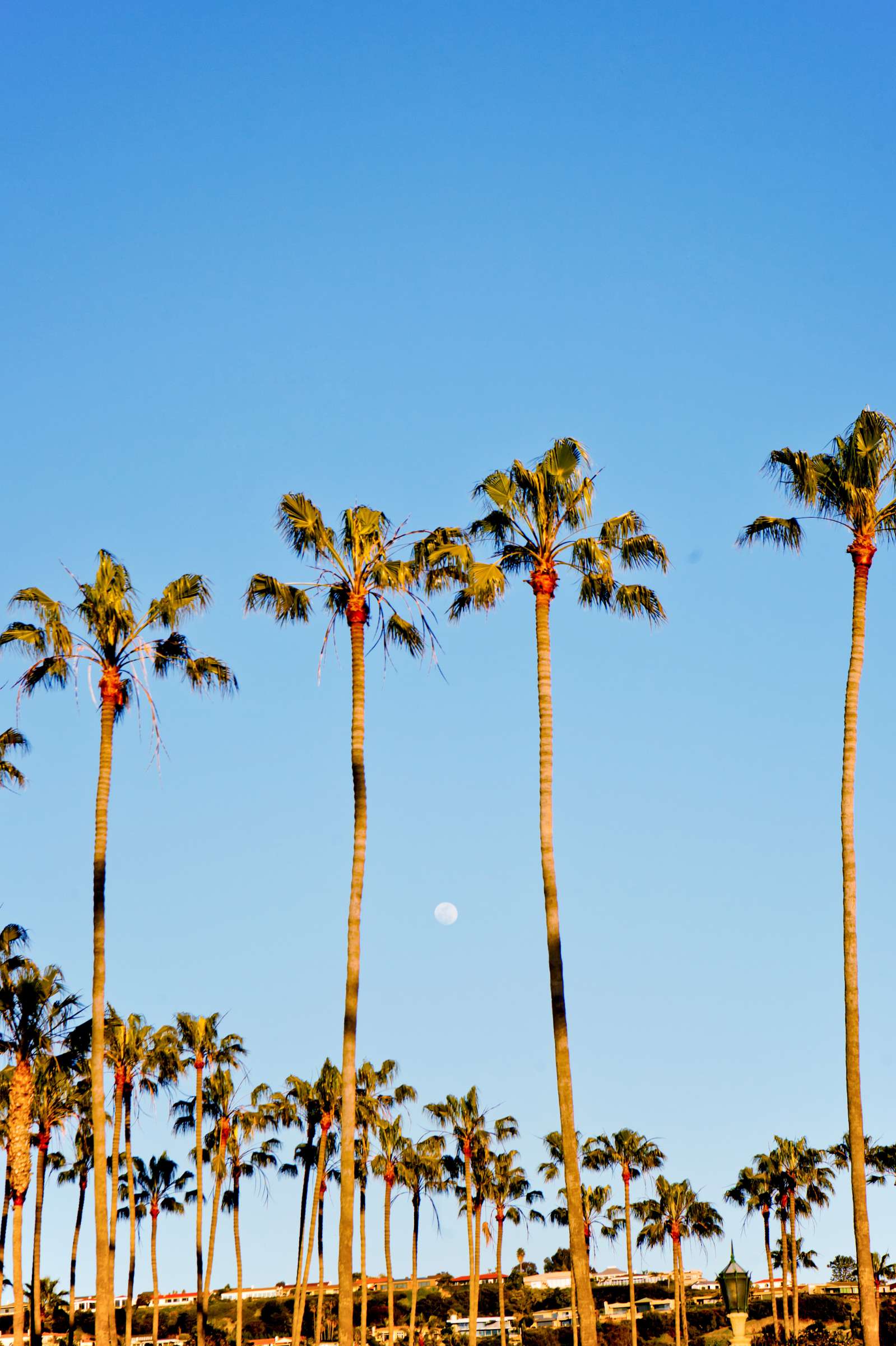 La Jolla Beach and Tennis club Wedding coordinated by Be Coordinated, Meghan and Benjamin Wedding Photo #358906 by True Photography