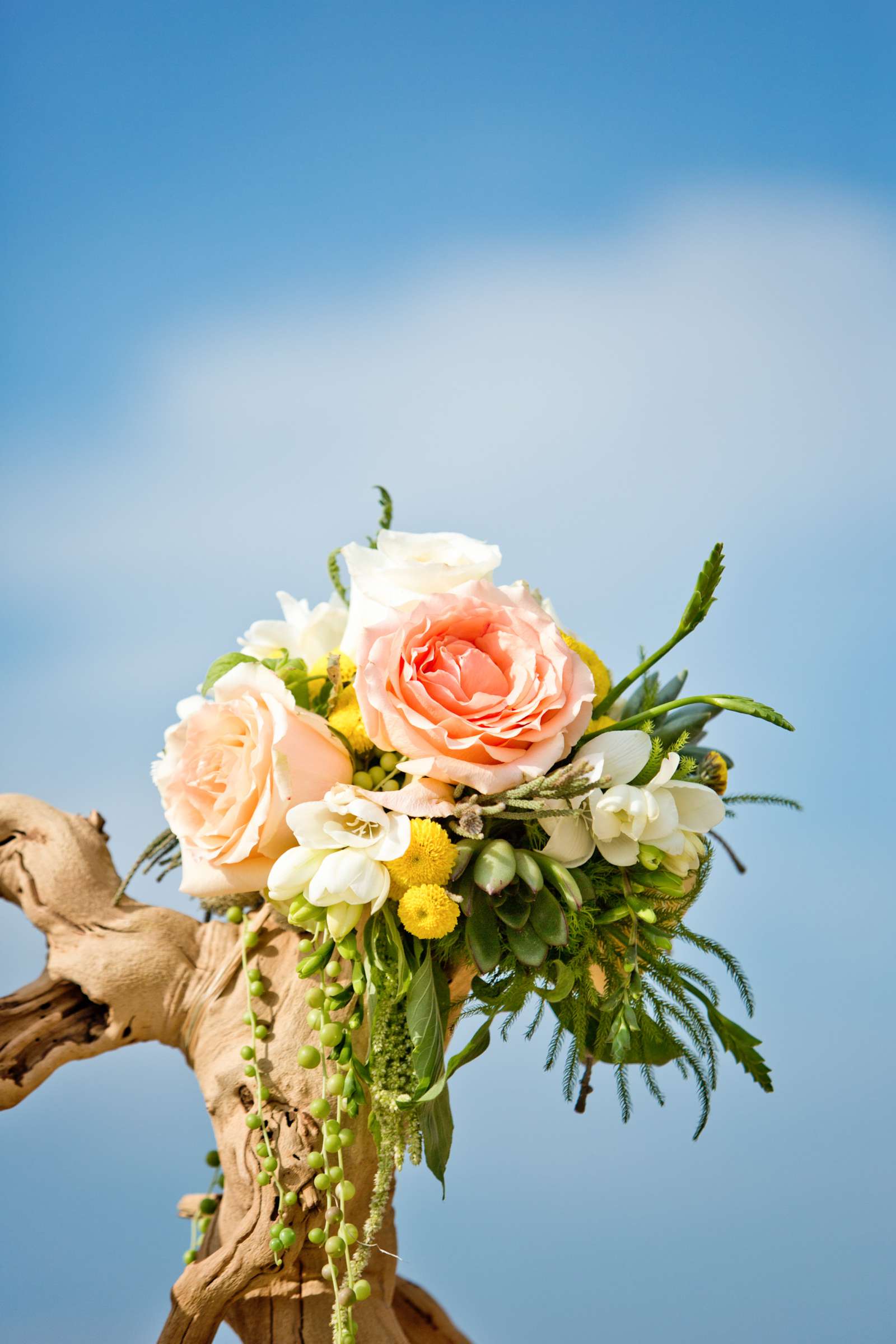 Birch Aquarium at Scripps Wedding coordinated by Amorology Weddings, Erica and Nick Wedding Photo #360041 by True Photography