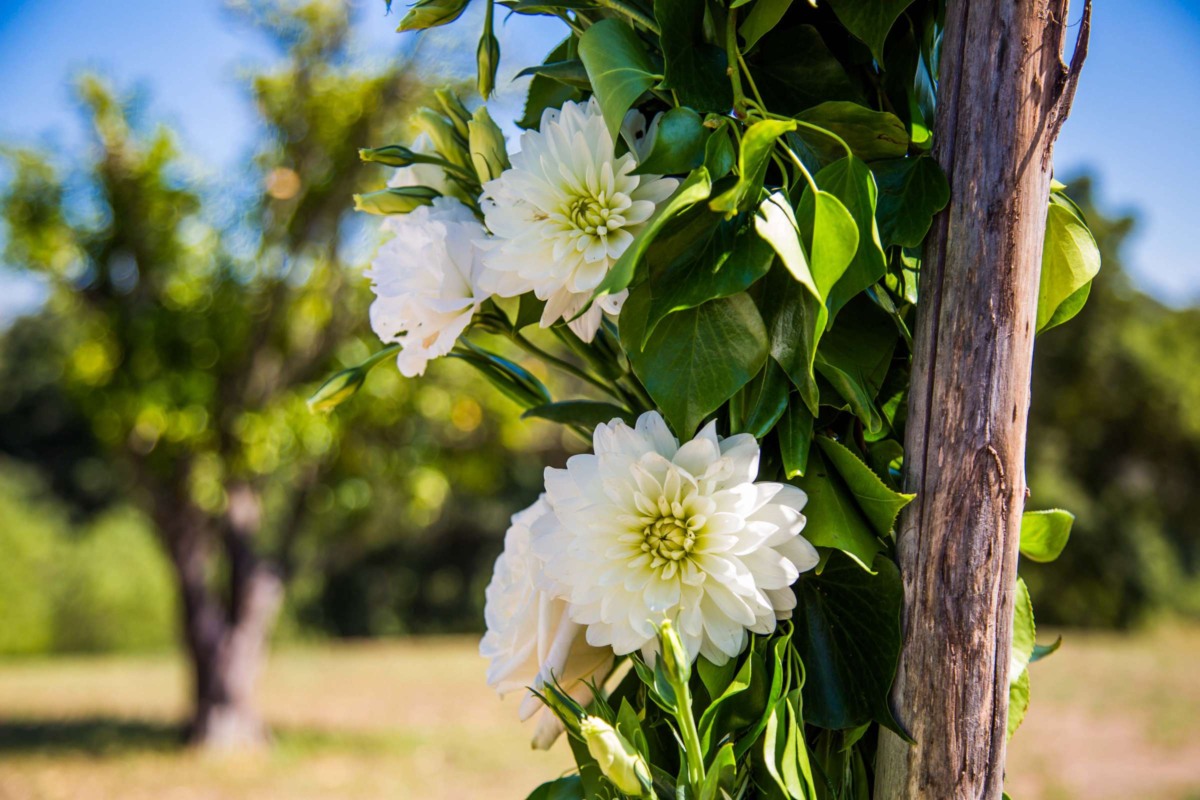 Condors Nest Ranch Wedding, Jessica and Juan Carlos Wedding Photo #207 by True Photography