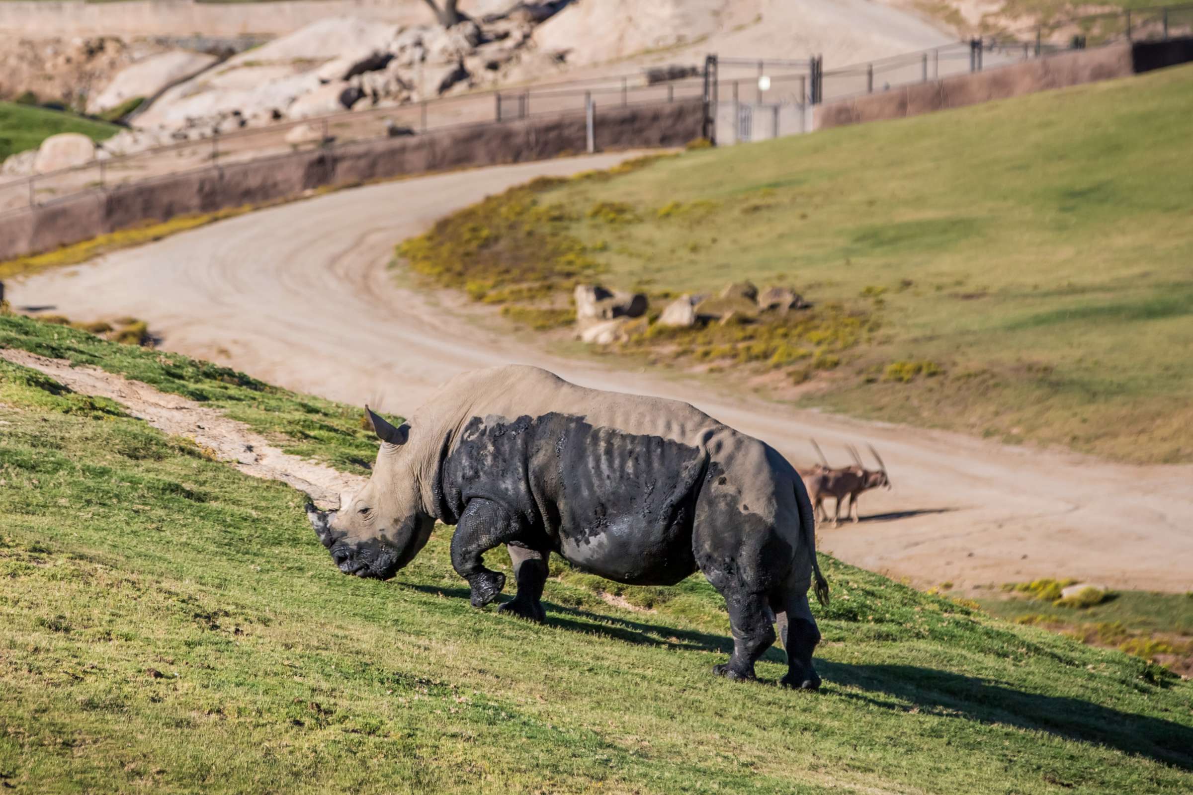 Safari Park Wedding, Danielle and Brendan Wedding Photo #52 by True Photography