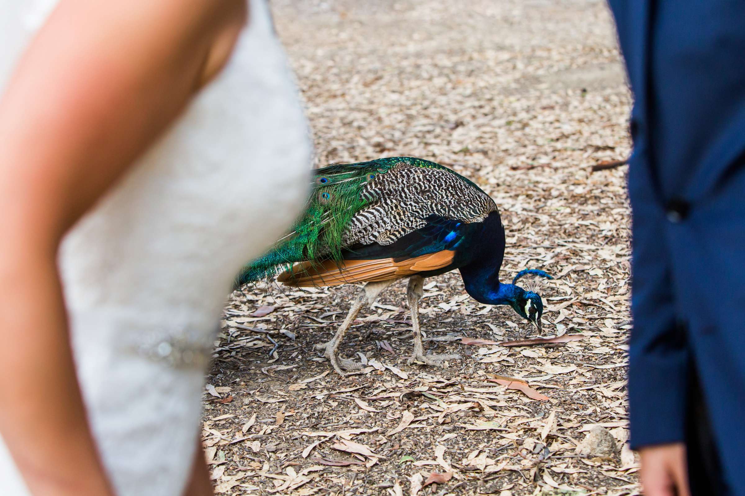 Leo Carrillo Ranch Wedding, Jenni and Philip Wedding Photo #43 by True Photography