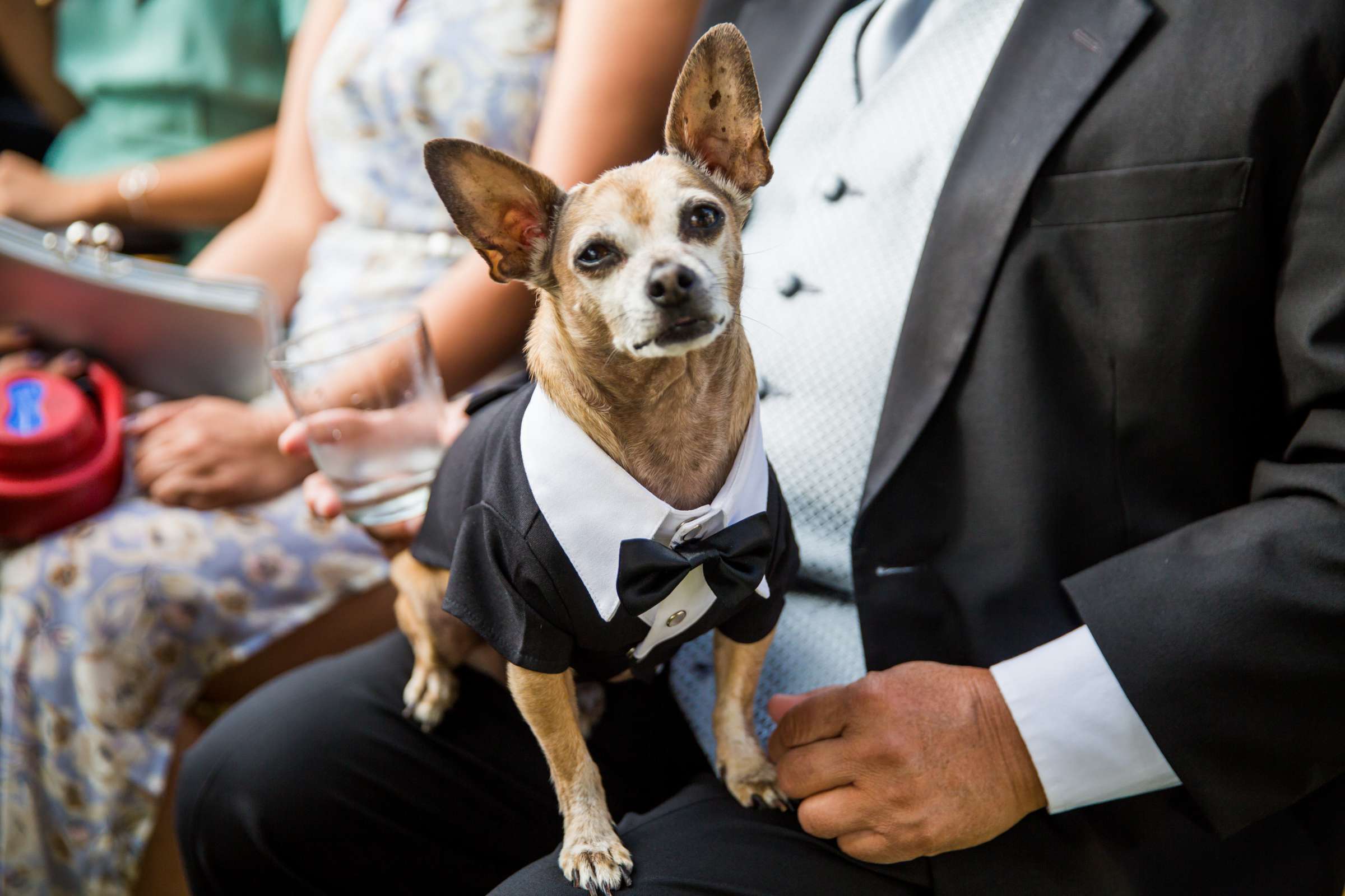 Park Hyatt Aviara Wedding coordinated by White Lace Events & Design, Kim and Ryan Wedding Photo #80 by True Photography