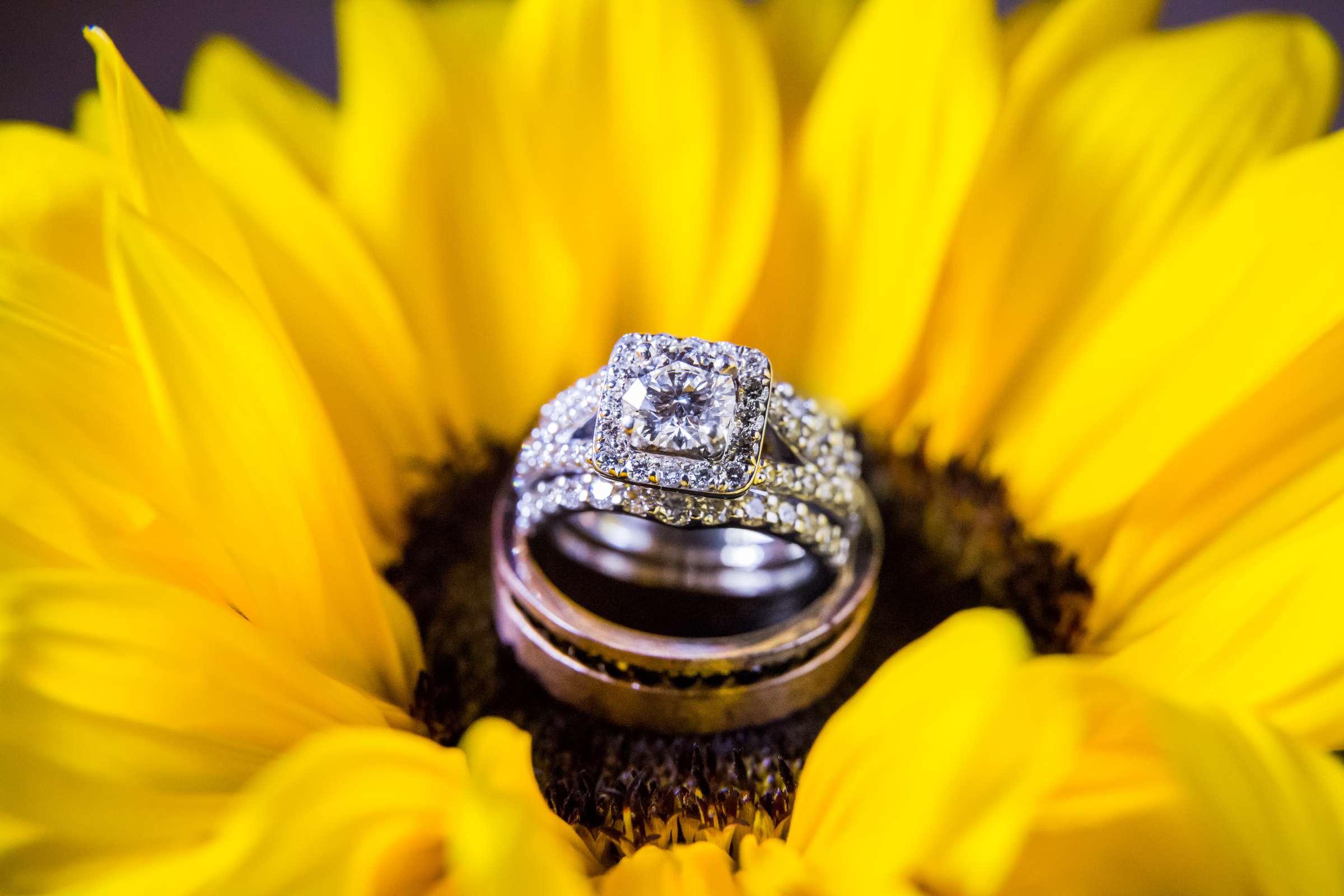 Hilton San Diego Bayfront Wedding, Brittney and Christopher Wedding Photo #167 by True Photography