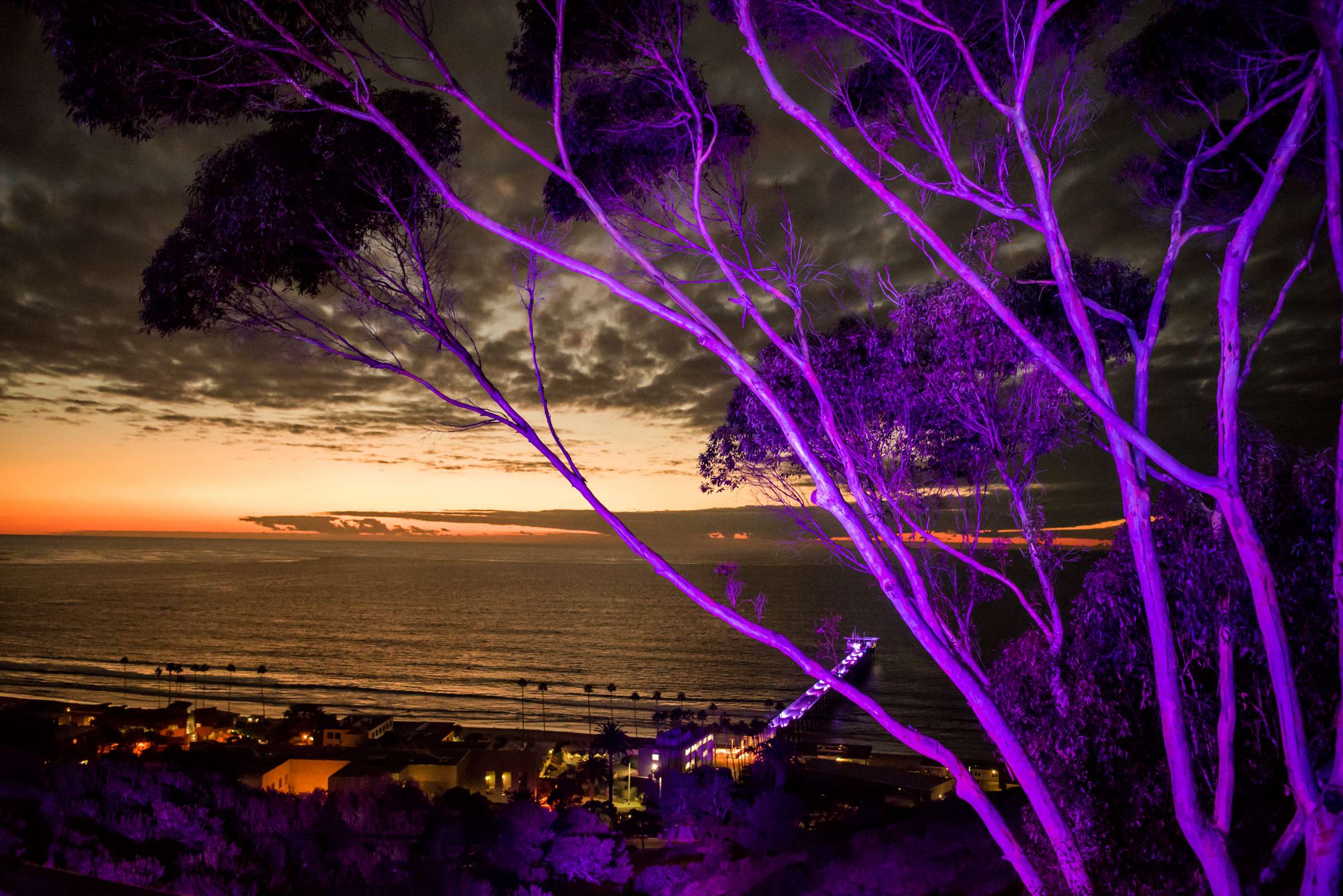 Birch Aquarium at Scripps Wedding, Breeders Cup Wedding Photo #428768 by True Photography