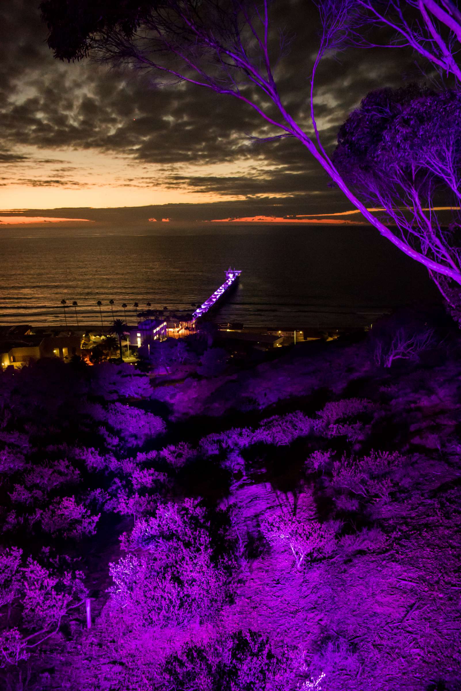 Birch Aquarium at Scripps Wedding, Breeders Cup Wedding Photo #428769 by True Photography