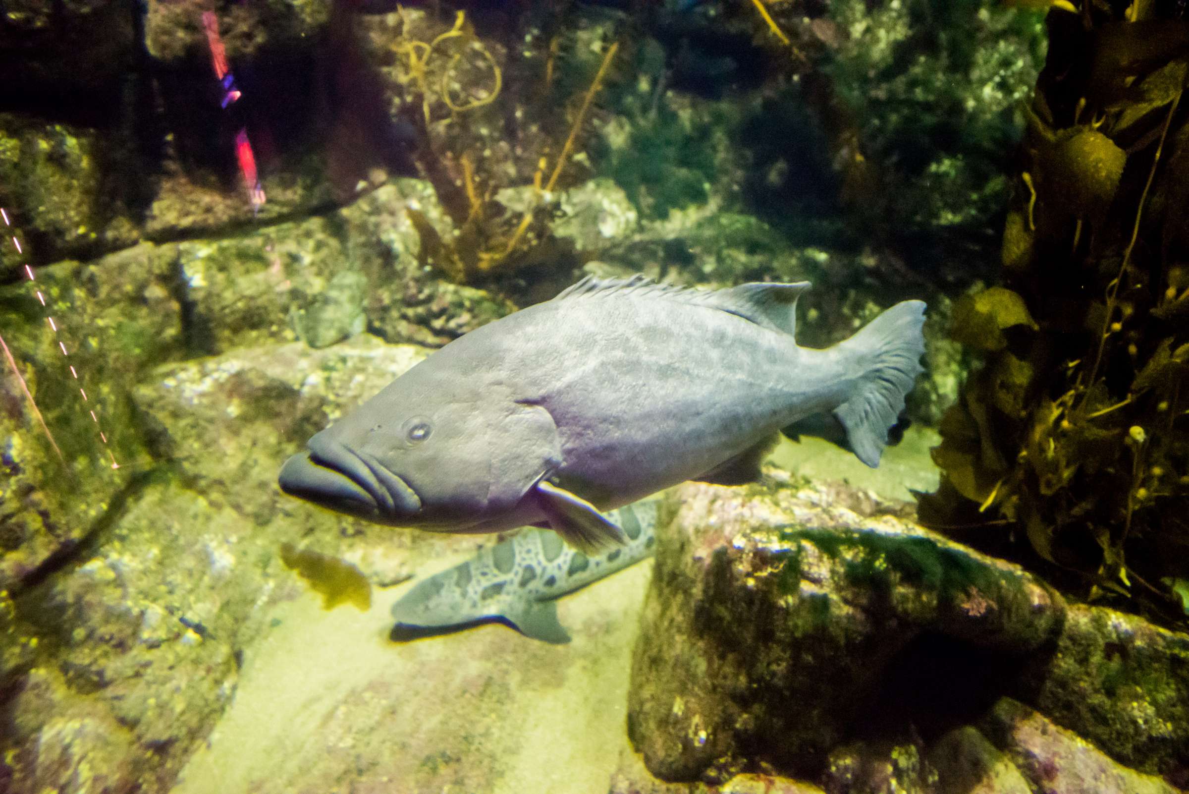 Birch Aquarium at Scripps Wedding, Breeders Cup Wedding Photo #428800 by True Photography