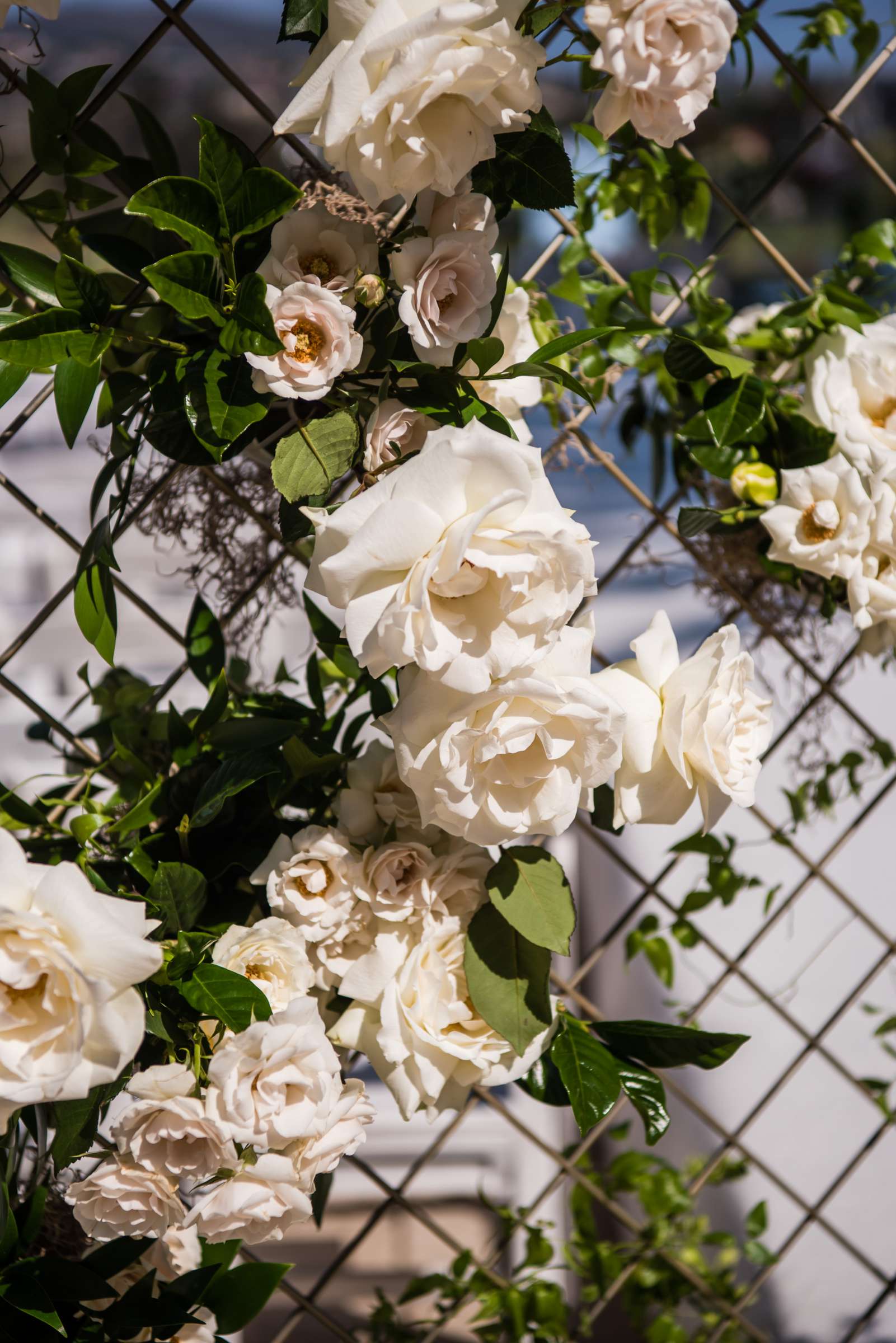 Omni La Costa Resort & Spa Wedding coordinated by Details Details, Neeka and Garrett Wedding Photo #454344 by True Photography