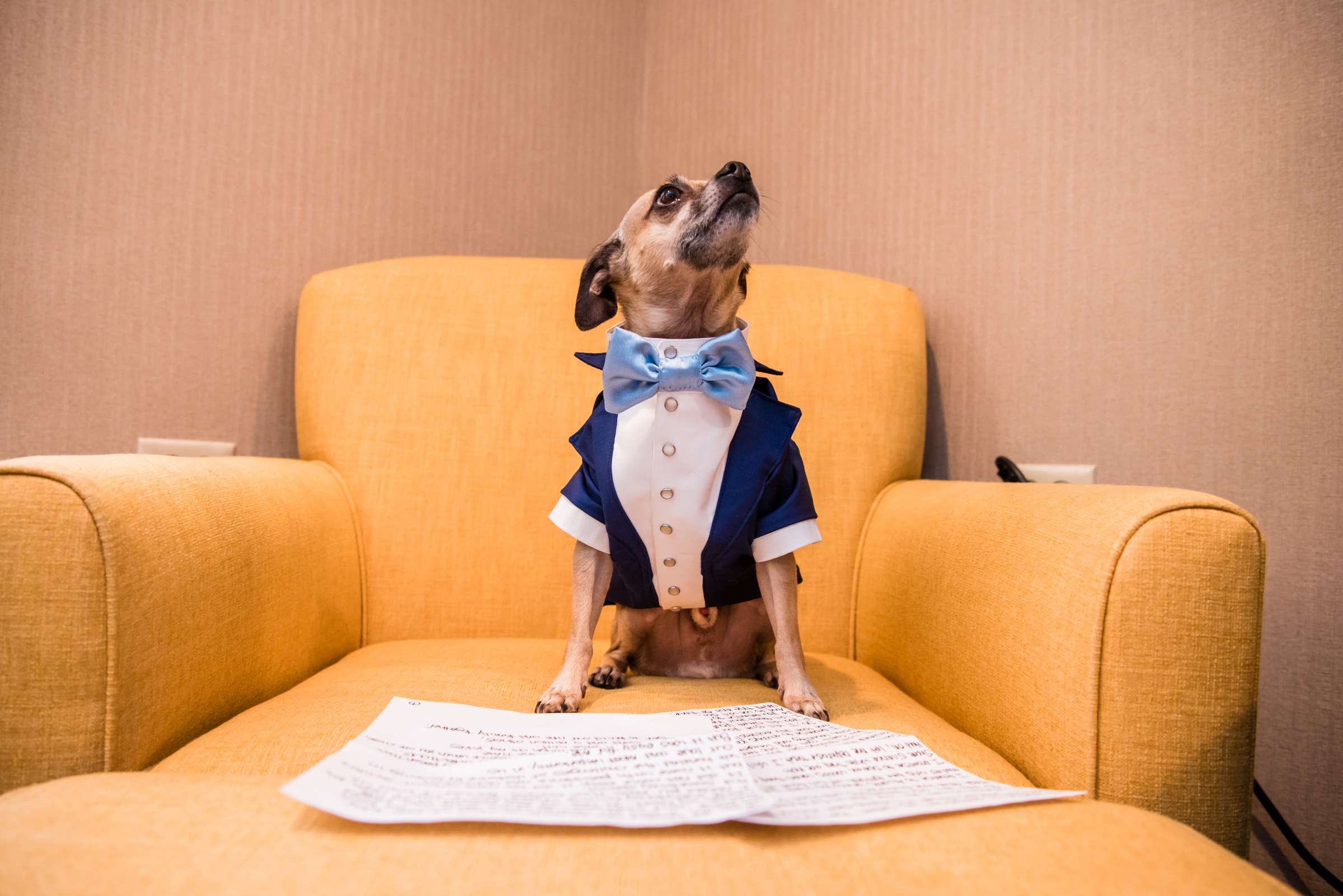 Pets at Cuvier Club Wedding coordinated by Ed Libby & Company, Carol and Dave Wedding Photo #474138 by True Photography