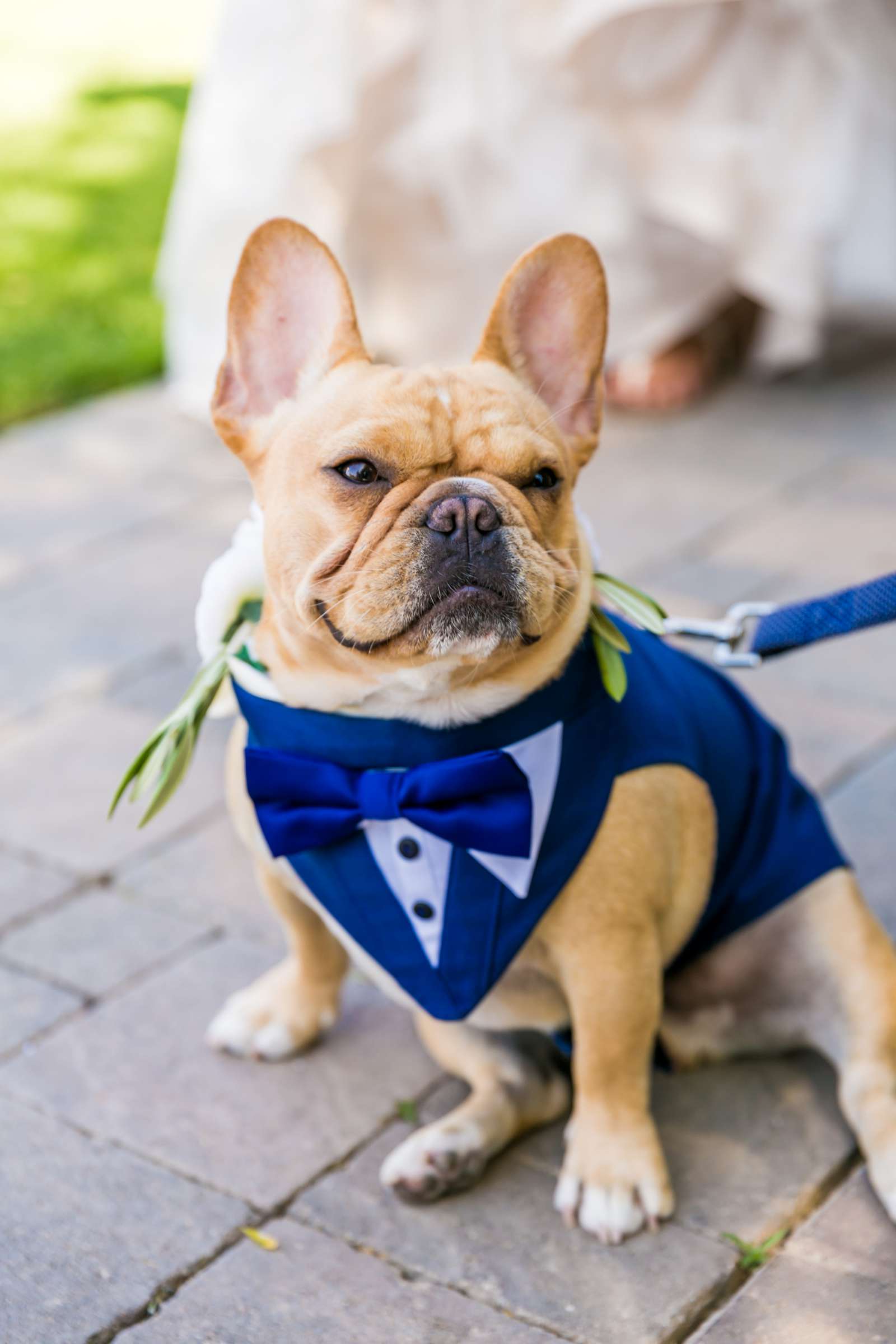 Pets at Mount Palomar Winery Wedding, Meg and Eric Wedding Photo #477473 by True Photography