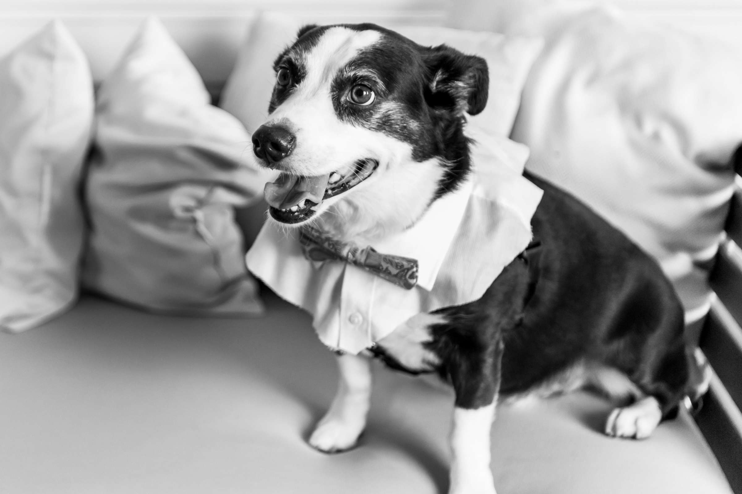 Loews Coronado Bay Resort Wedding coordinated by Aficial Events, Kellyn and Dwight Wedding Photo #491775 by True Photography