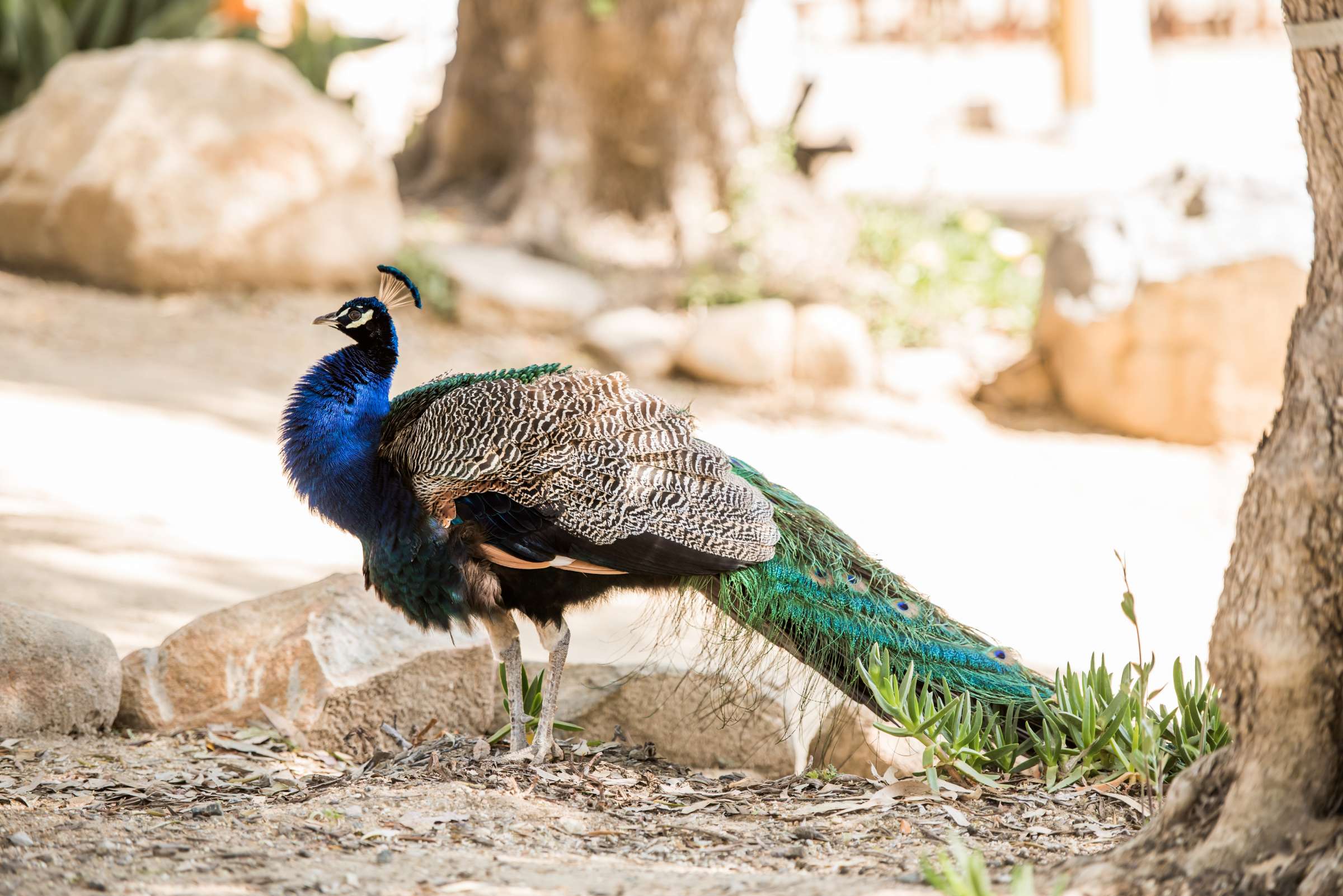 Leo Carrillo Ranch Wedding, Stable and Corral Wedding Photo #20 by True Photography