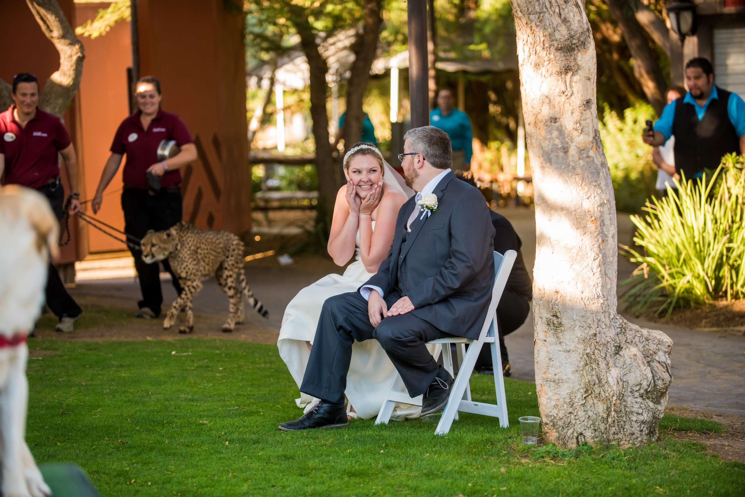 Safari Park Wedding, Rebecca and Corey Wedding Photo #46 by True Photography