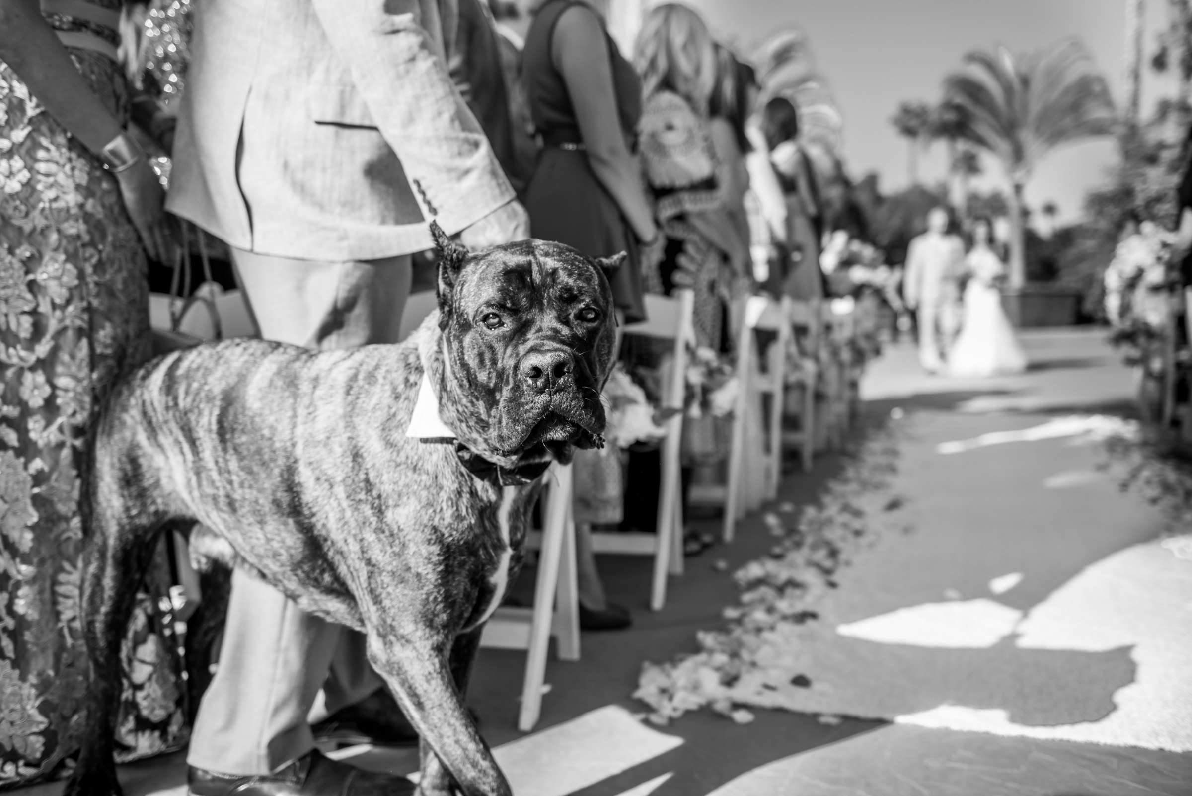 Paradise Point Wedding coordinated by Elements of Style, Nikki and Norman Wedding Photo #576971 by True Photography