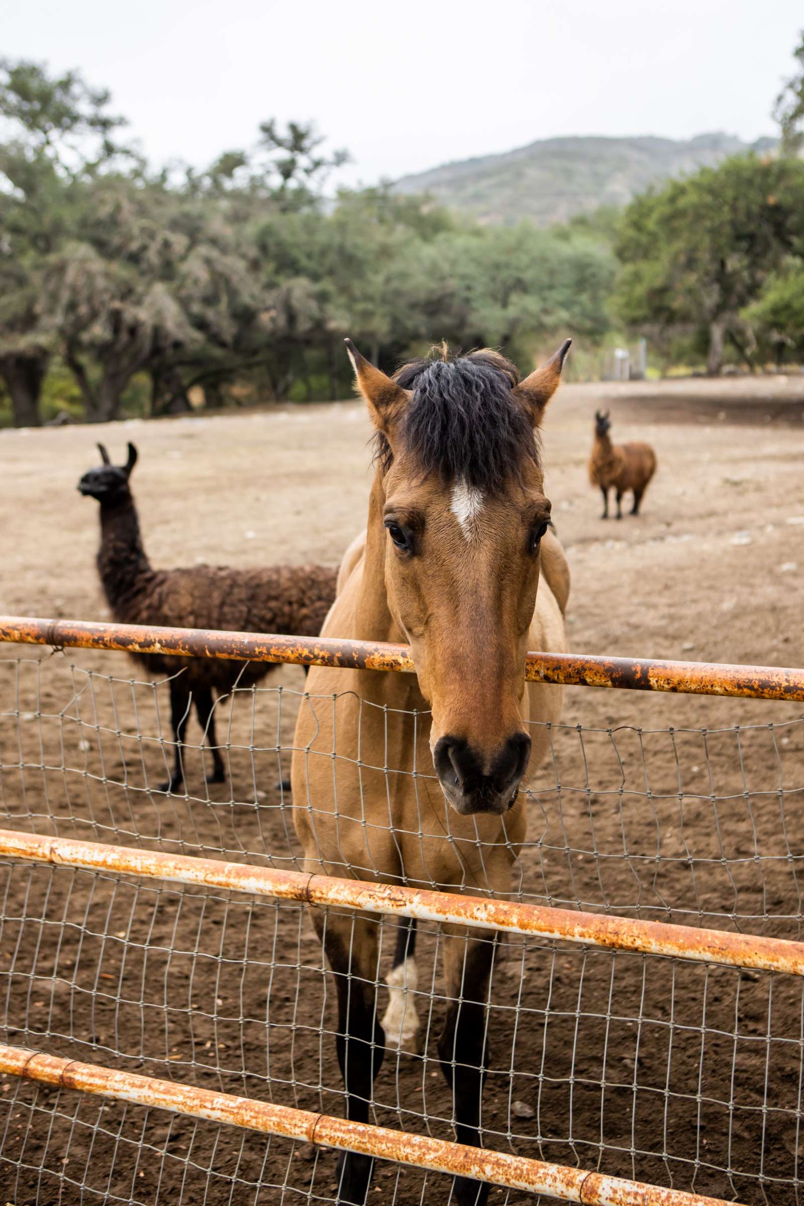 Condors Nest Ranch Wedding, Natascha and Brent Wedding Photo #6 by True Photography